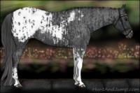 Horse Color:Black Tobiano Appaloosa  and Black Tobiano Appaloosa 