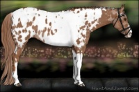 Horse Color:Chestnut Tobiano Appaloosa  and Chestnut Tobiano Appaloosa Rabicano 