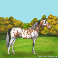 Horse Color:Bay and Gray Bay
