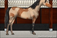 Horse Color:Bay  and Amber Champagne 