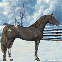 Horse Color:Smoky Black Appaloosa 