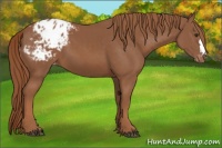 Horse Color:Chestnut Appaloosa