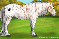 Horse Color:Bay Appaloosa  and Gray Bay Appaloosa