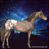 Horse Color:Bay Roan Appaloosa  and Red Roan Frame Appaloosa 
