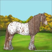 Horse Color:Chestnut Near Leopard  and White Spotted Chestnut Near Leopard 
