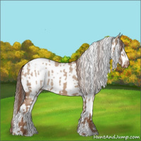 Horse Color:Red Dun Appaloosa and Gray Red Dun Appaloosa