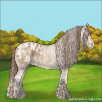 Horse Color:Red Dun Appaloosa and Red Dun Splash Appaloosa