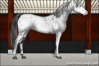 Horse Color:White Spotted Blue Roan Blanket  and White Spotted Blue Roan Blanket 