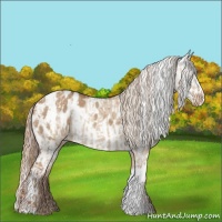 Horse Color:Red Dun Appaloosa  and Red Dun Frame Appaloosa 