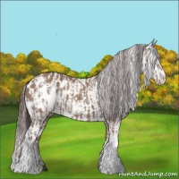 Horse Color:Liver Red Dun Appaloosa  and Liver Red Dun Frame Appaloosa 