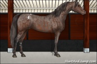 Horse Color:Bay Appaloosa  and Bay Appaloosa 