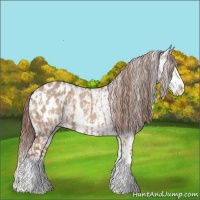 Horse Color:Red Dun Splash Appaloosa and Bay Dun Splash Appaloosa