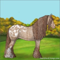 Horse Color:Red Dun Appaloosa  and Red Dun Appaloosa 