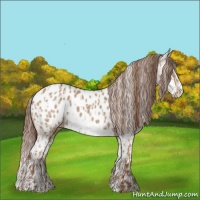 Horse Color:Red Dun Appaloosa and Red Dun Splash Appaloosa