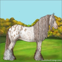 Horse Color:Red Dun Appaloosa and Red Dun Appaloosa