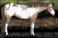 Horse Color:Bay Chinchilla Dun Splash Frame Appaloosa Rabicano 