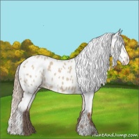Horse Color:Red Dun Appaloosa  and Red Dun Appaloosa 