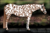 Horse Color:Chestnut Appaloosa  and Chestnut Appaloosa 