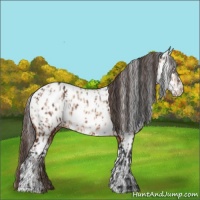 Horse Color:Bay Near Leopard  and Amber Champagne Near Leopard 