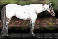 Horse Color:Bay Appaloosa  and Bay Appaloosa 