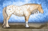Horse Color:Palomino Appaloosa  and Palomino Appaloosa 