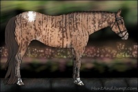 Horse Color:Brown Appaloosa  and Sable Champagne Appaloosa 