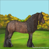 Horse Color:Gray Chestnut Appaloosa  and Gray Bay Appaloosa 