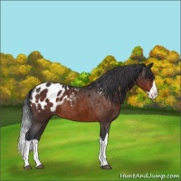 Horse Color:Brown Splash Appaloosa Rabicano 
