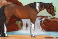 Horse Color:Buckskin Tobiano 