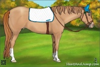 Horse Color:Gold Champagne 