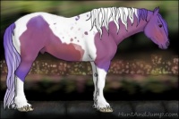 Horse Color:Watercolor Bay Tobiano 