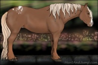 Horse Color:Chestnut Appaloosa 