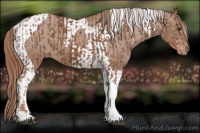 Horse Color:Chestnut Tobiano Appaloosa  and Chestnut Tobiano Appaloosa 