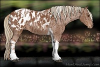 Horse Color:Chestnut Tobiano Appaloosa  and Chestnut Tobiano Appaloosa 