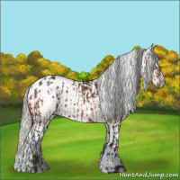 Horse Color:Bay Appaloosa  and Gray Bay Appaloosa 
