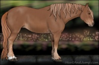 Horse Color:Chestnut  and Chestnut 