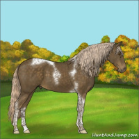Horse Color:Chocolate Palomino Tobiano 