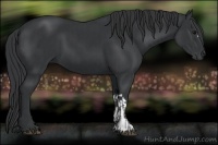 Horse Color:Black  and Black 