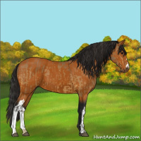 Horse Color:Buckskin  and Gray Buckskin 