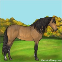 Horse Color:Buckskin  and Buckskin 