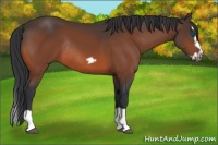 Horse Color:Bay Splash Frame Rabicano