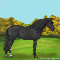 Horse Color:Black  and Black 