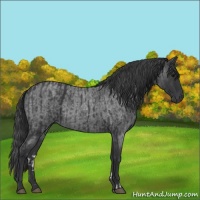 Horse Color:Blue Roan  and Blue Roan 