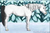 Horse Color:White Spotted Black  and White Spotted Black 