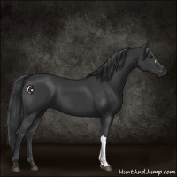 Horse Color:Black 