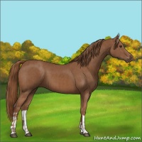 Horse Color:Chestnut  and Chestnut 