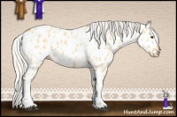 Horse Color:Silver Buckskin Dun Tobiano Appaloosa 