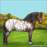 Horse Color:Bay Appaloosa  and Bay Appaloosa 