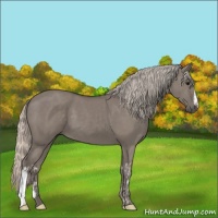 Horse Color:Silver Grullo  and Silver Grullo 