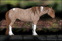Horse Color:Red Roan Tobiano 